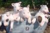 Puppies for sale Spain, Madrid Bull Terrier