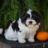 Puppies for sale Italy, Rome Havanese