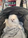Puppies for sale Belgium, Brussels Pomeranian Spitz
