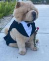 Puppies for sale Ireland, Dublin Chow Chow