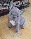 Puppies for sale Germany, Dortmund French Bulldog
