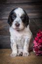 Puppies for sale Cyprus, Larnaca English Setter