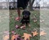 Puppies for sale Ireland, Dublin Rottweiler