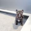 Puppies for sale Ireland, Dublin French Bulldog