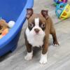 Puppies for sale Cyprus, Paphos Boston Terrier