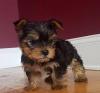 Puppies for sale Belgium, Antwerp Yorkshire Terrier