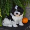 Puppies for sale Italy, Ancona Havanese