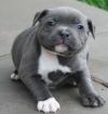 Puppies for sale Malta, Valletta Staffordshire Bull Terrier