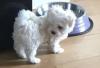 Puppies for sale Czech Republic, Brno Maltese
