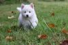 Puppies for sale Sweden, Stockholm , pomsky