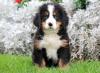 Puppies for sale Italy, Turin Bernese Mountain Dog