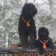 Puppies for sale United Kingdom, Bradford Black Russian Terrier