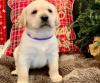 Puppies for sale Italy, Florence Labrador Retriever