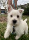 Puppies for sale Greece, Athens West Highland White Terrier