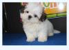 Puppies for sale Malta, Valletta Shih Tzu