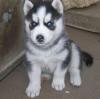 Puppies for sale Belgium, Liege Haski