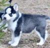 Puppies for sale Lithuania, Vilnius Haski