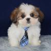 Puppies for sale Latvia, Riga Shih Tzu