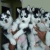 Puppies for sale Netherlands, Eindhoven Haski