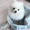 Puppies for sale Belgium, Brussels Pomeranian Spitz