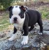 Puppies for sale Denmark, Odense Boston Terrier