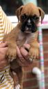 Puppies for sale Germany, Dortmund Boxer