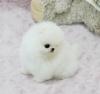 Puppies for sale Finland, Lapperanta Pomeranian Spitz
