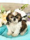 Puppies for sale Greece, Heraklion Shih Tzu