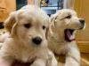 Puppies for sale Cyprus, Limassol Golden Retriever