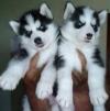Puppies for sale Germany, Duisburg Haski