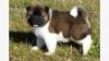 Puppies for sale Poland, Warsaw Akita