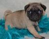 Puppies for sale Cyprus, Ayia Napa Pug