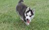 Puppies for sale Netherlands, Rotterdam Haski
