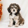 Puppies for sale Canada, British Columbia, Vancouver , COCKAPOO