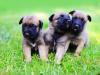 Puppies for sale Azerbaijan, Ganja , Belgian Shepherd