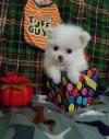 Puppies for sale Cyprus, Limassol Pomeranian Spitz
