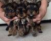 Puppies for sale Italy, Naples Yorkshire Terrier