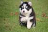 Puppies for sale Netherlands, Amsterdam , pomsky