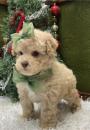 Puppies for sale Belgium, Brussels Poodle
