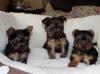 Puppies for sale Greece, Heraklion Yorkshire Terrier