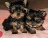 Puppies for sale Greece, Thessaloniki Yorkshire Terrier