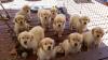 Puppies for sale Greece, Patra Golden Retriever