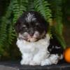 Puppies for sale Moldova, Cahul Havanese