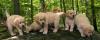 Puppies for sale Spain, Madrid Golden Retriever