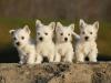 Puppies for sale Germany, Frankfurt an der Oder West Highland White Terrier