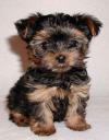 Puppies for sale Cyprus, Nicosia Yorkshire Terrier