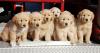 Puppies for sale Cyprus, Paphos Golden Retriever