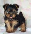 Puppies for sale Belgium, Brussels Yorkshire Terrier