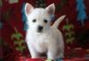 Puppies for sale Germany, Berlin West Highland White Terrier