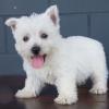 Puppies for sale Greece, Patra West Highland White Terrier